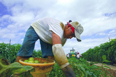 Tomato harvest in Immokalee, Florida.