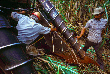 Sugar cane harvesting, Cienfuegos, Cuba