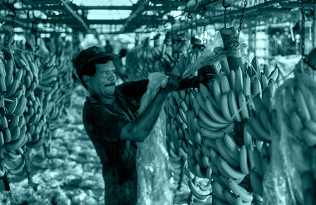 Bananas for export. Uraba, Colombia.