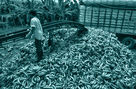 Bananas for export. Uraba, Colombia.